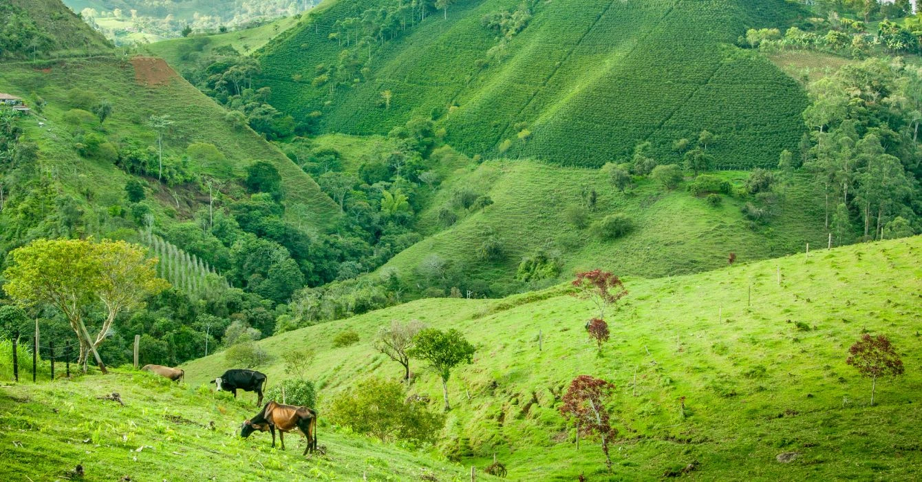 Kolumbia Tolima – pełnia smaku z serca Andów